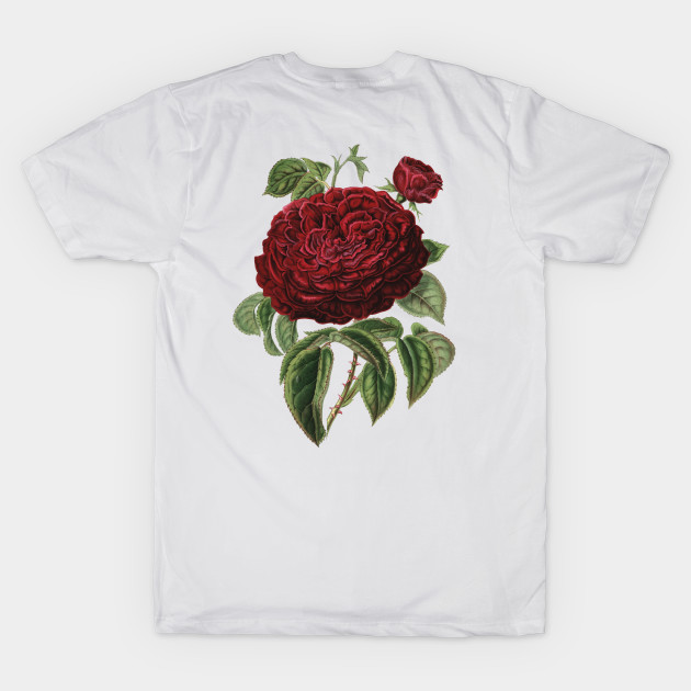 Red Rose Flower Botanical Illustration by Biophilia